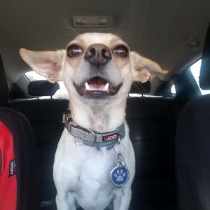 Meet your Posher, Pearl